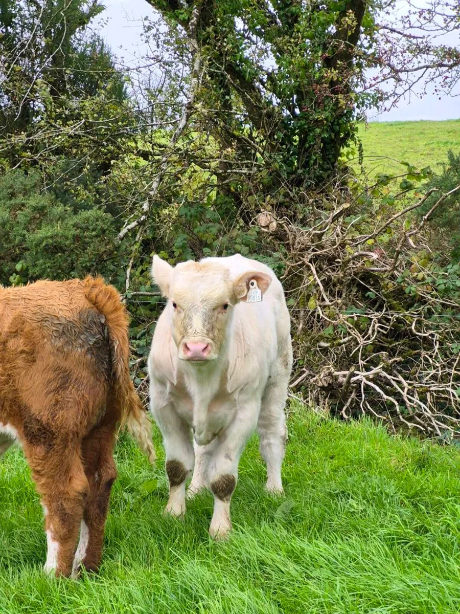 Two super charly weanlings - Image 4