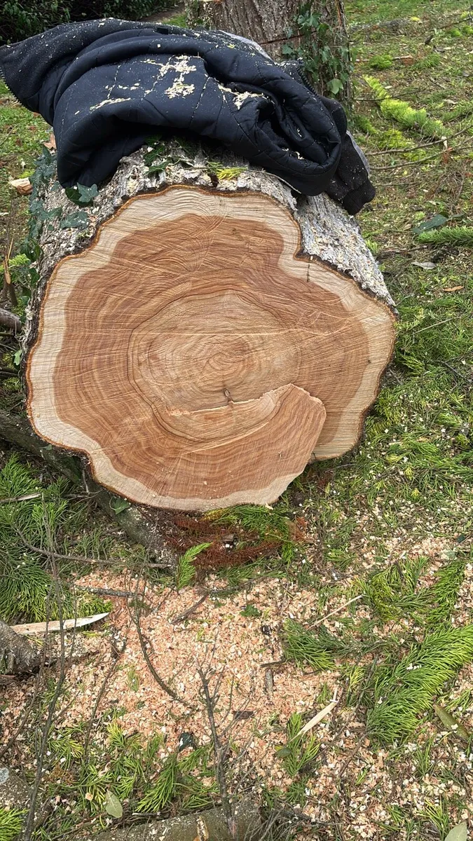 Timber/firewood - Image 1