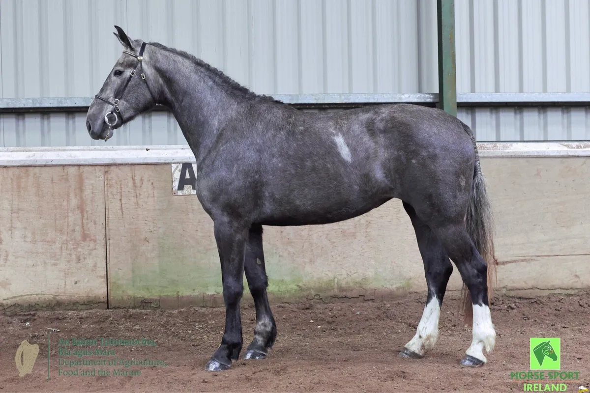 Class 1 3yr old filly