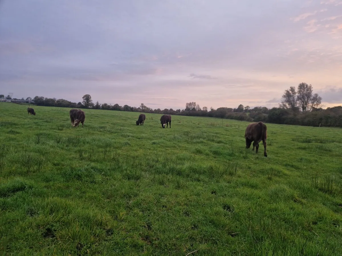 Organic cattle - Image 1