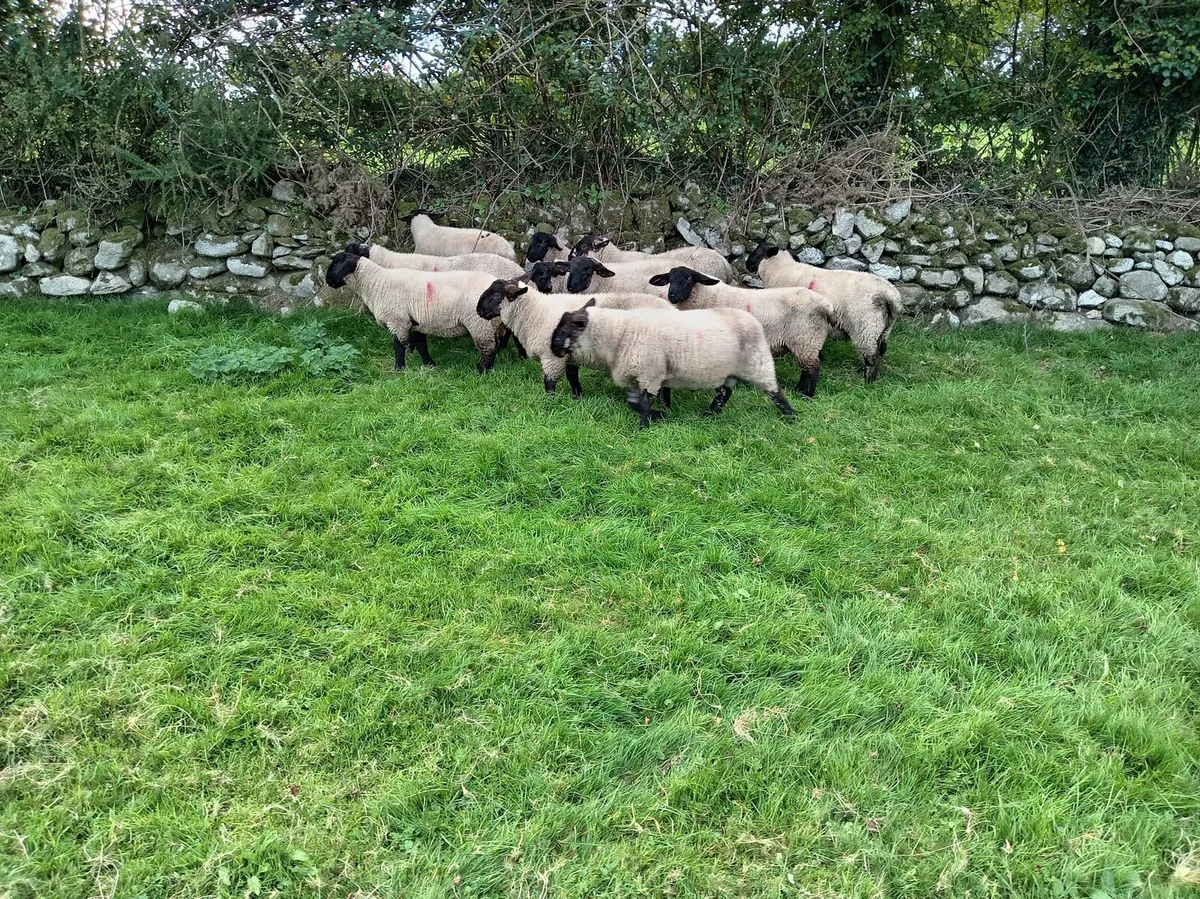 Rams lambs for sale - Image 3