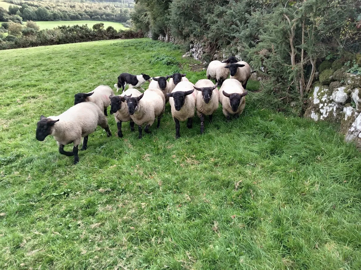 Rams lambs for sale - Image 4
