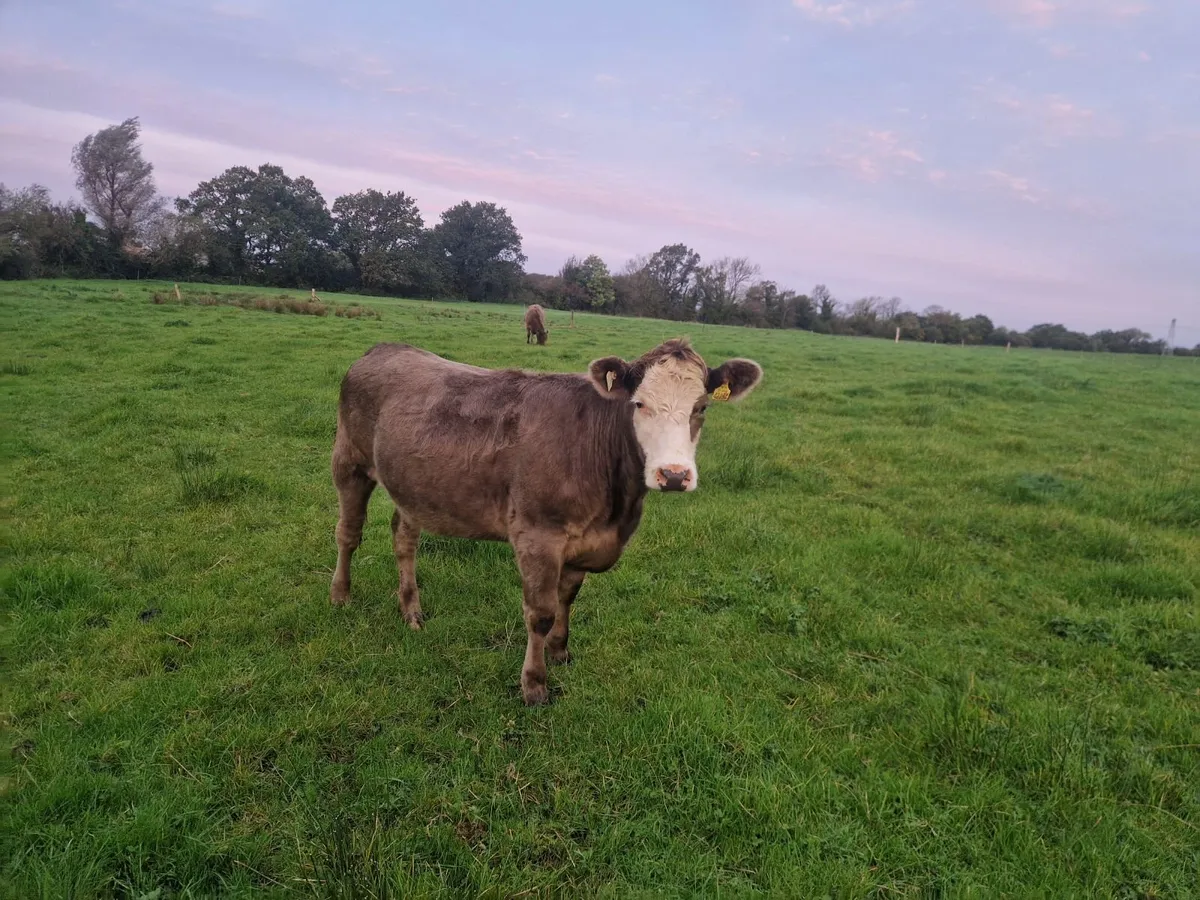 Organic cattle - Image 2