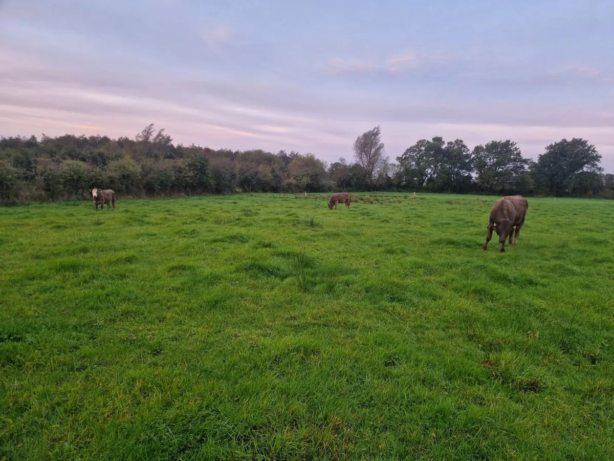 Organic cattle - Image 3