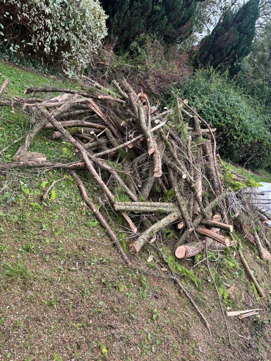 Timber/firewood - Image 2