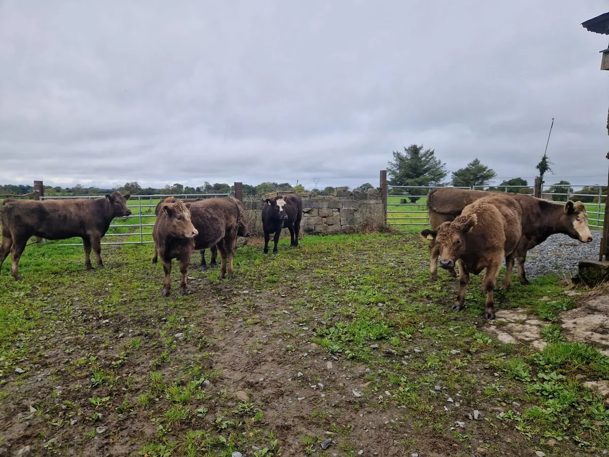 Organic cattle - Image 4