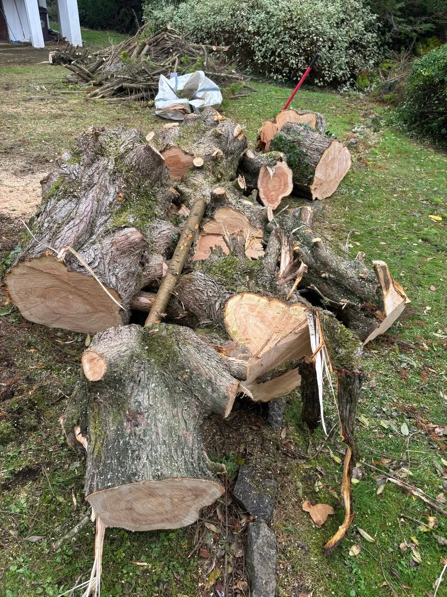 Timber/firewood - Image 3
