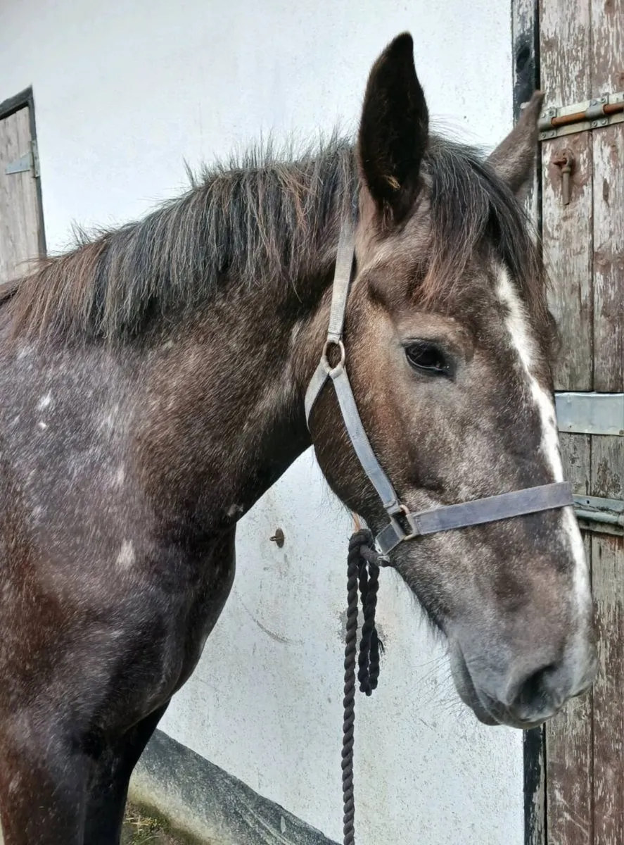 4 year old Irish Draught - Image 1