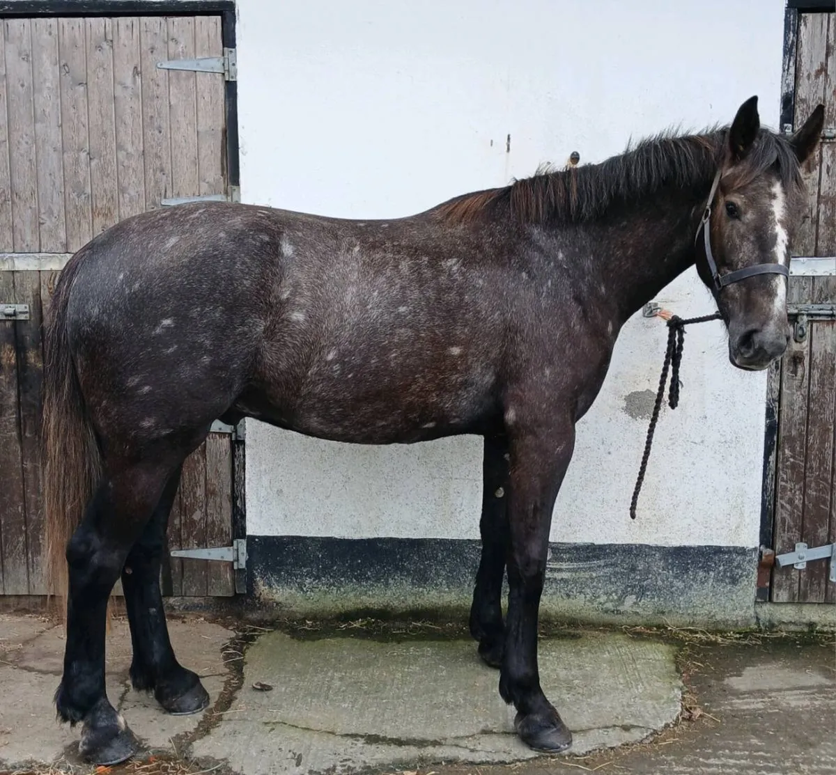 4 year old Irish Draught - Image 2