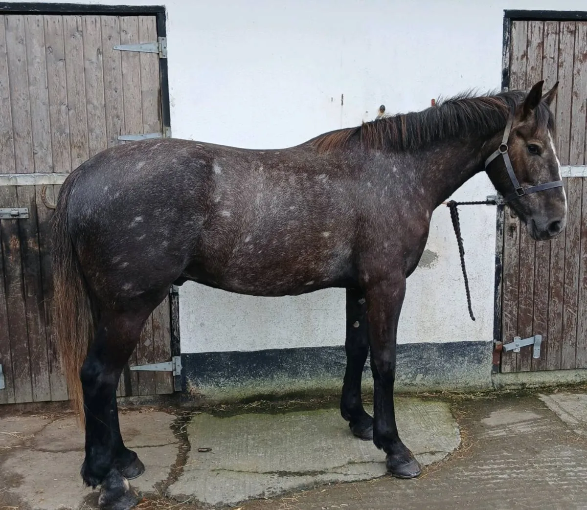 4 year old Irish Draught - Image 3