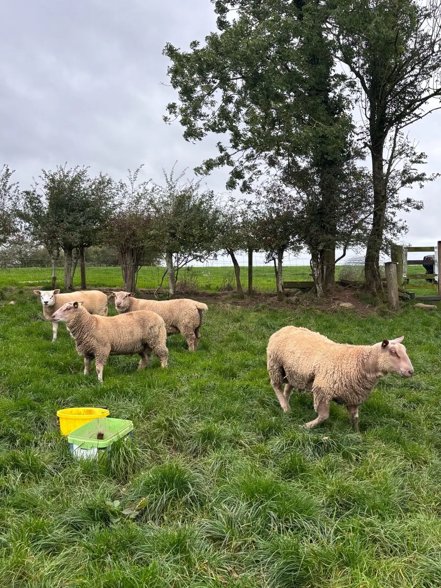PBR Charolais ram lambs - Image 3