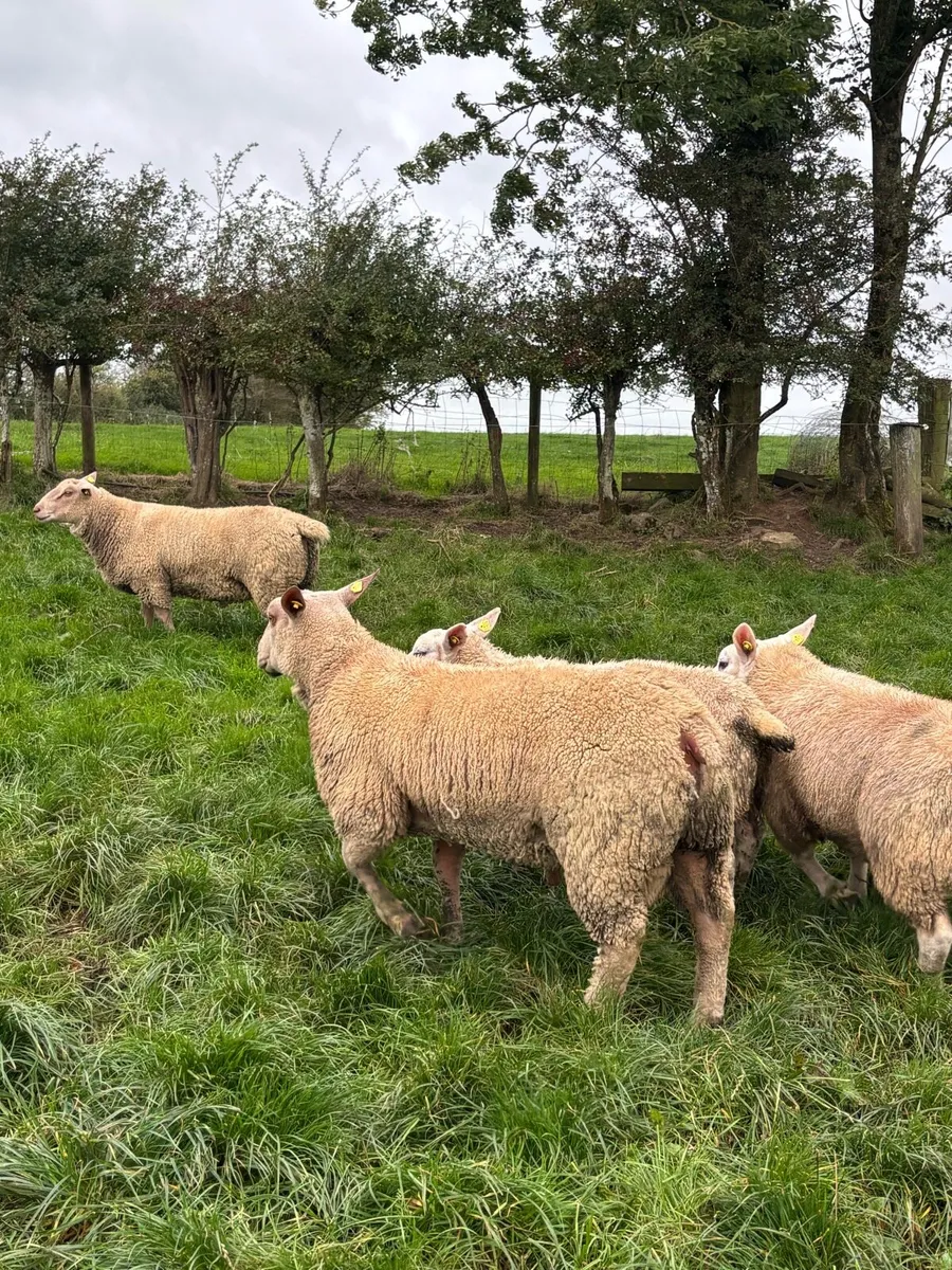 PBR Charolais ram lambs - Image 4