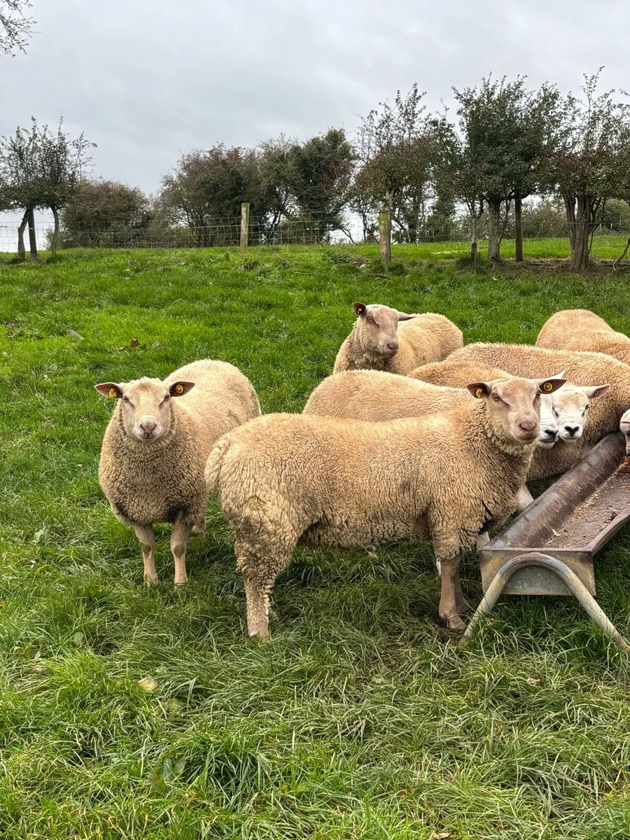 PBR Charolais ram lambs - Image 1