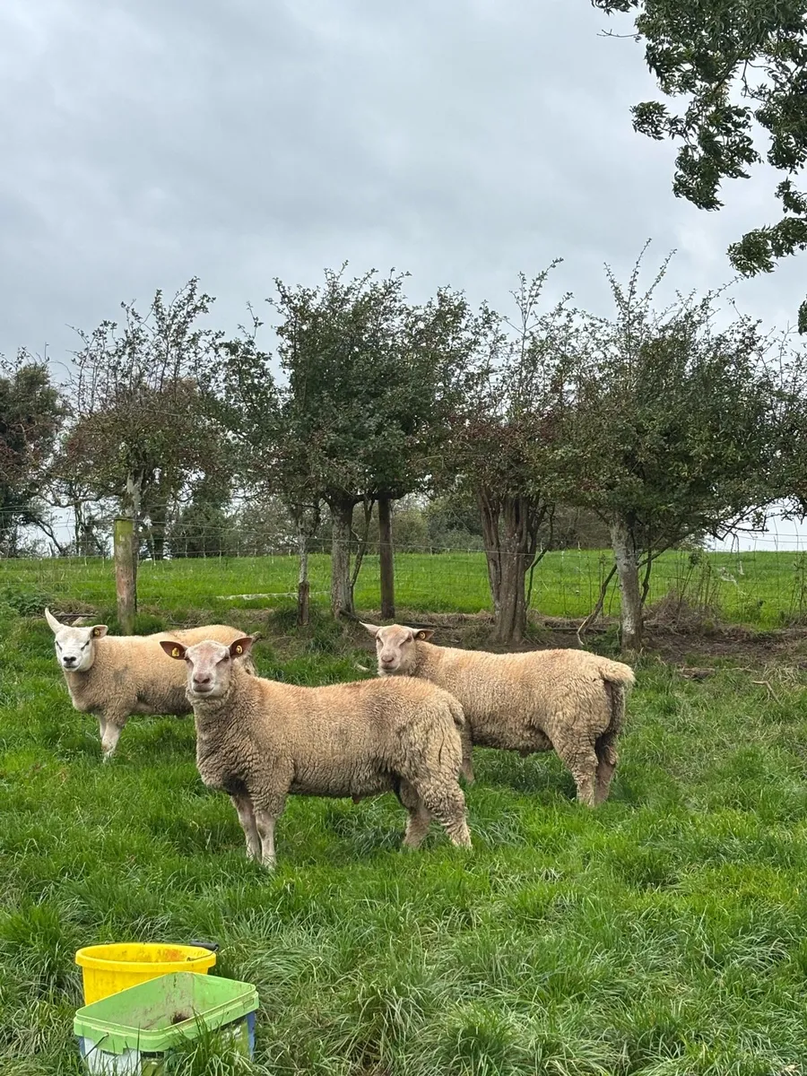 PBR Charolais ram lambs - Image 2