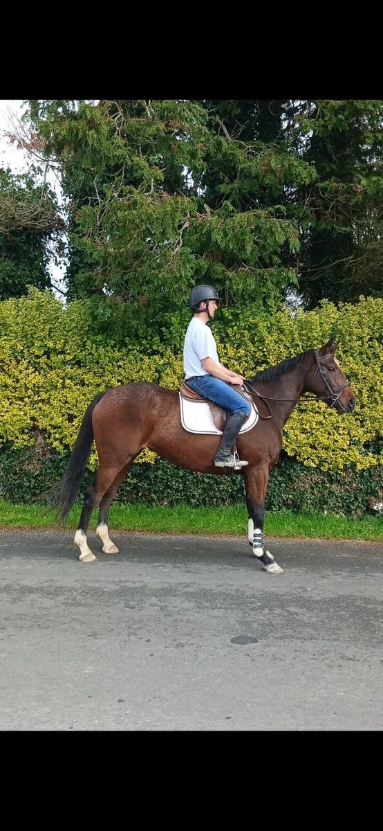 Sports horse for sale - Image 1