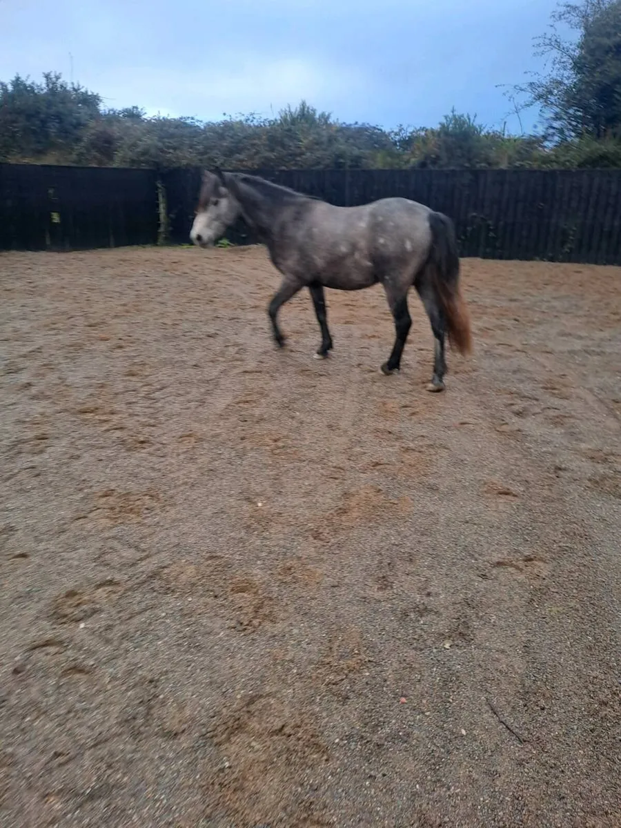 2 2' and half y'old geldings - Image 3