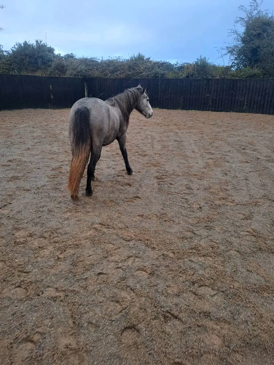 2 2' and half y'old geldings - Image 4