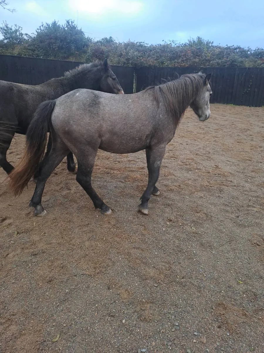 2 2' and half y'old geldings - Image 1