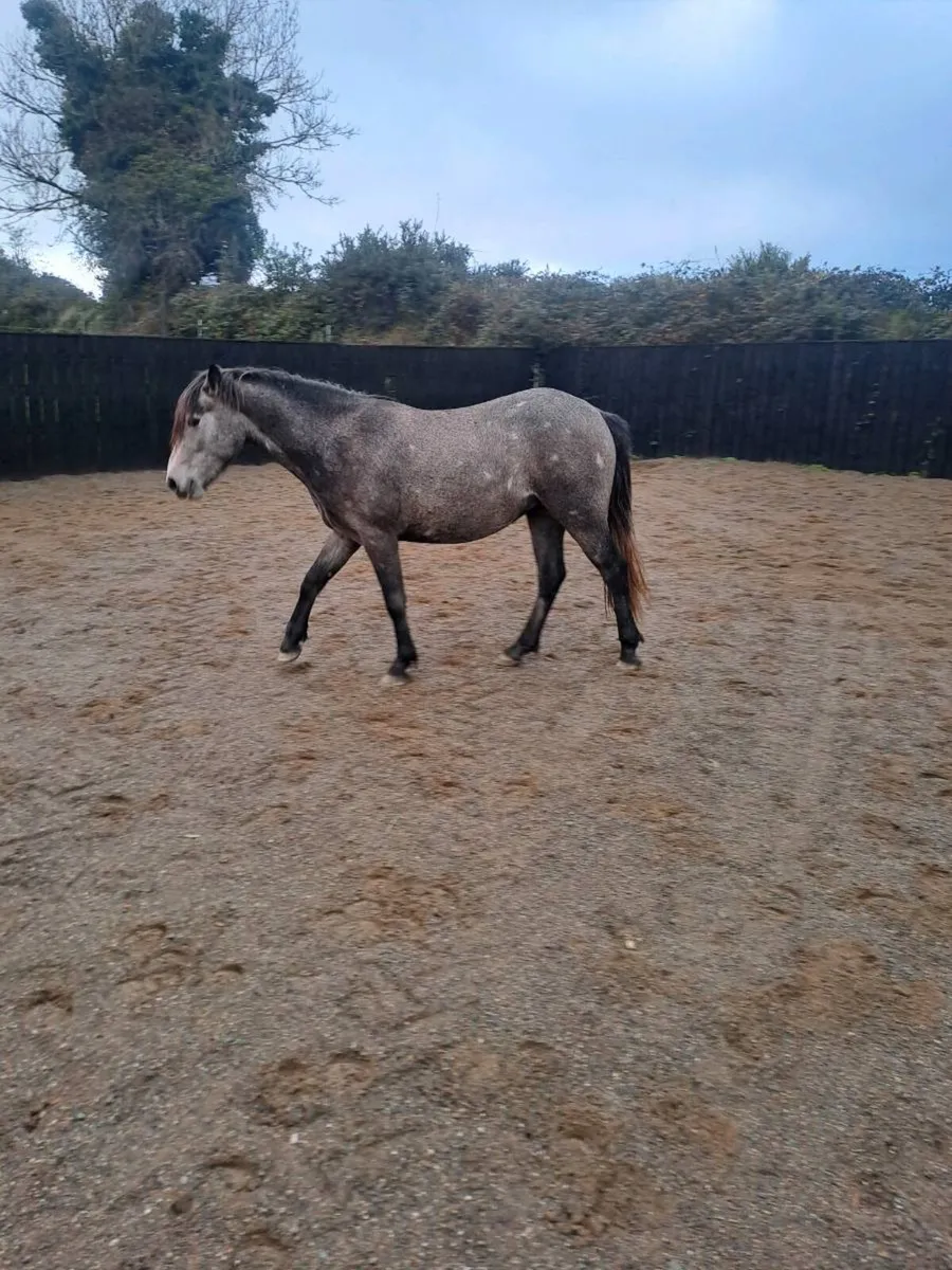 2 2' and half y'old geldings - Image 2