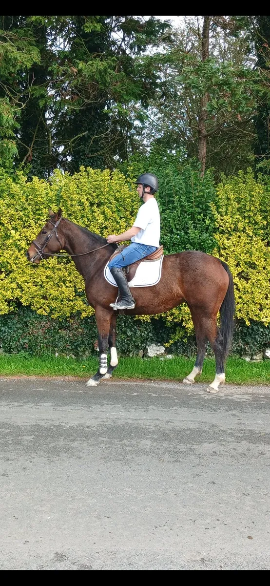 Sports horse for sale - Image 2