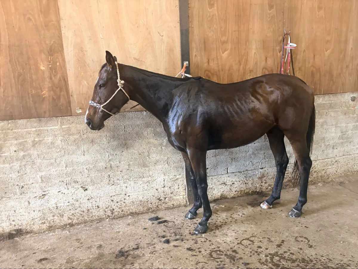 15.2hh TB Mare - Image 2