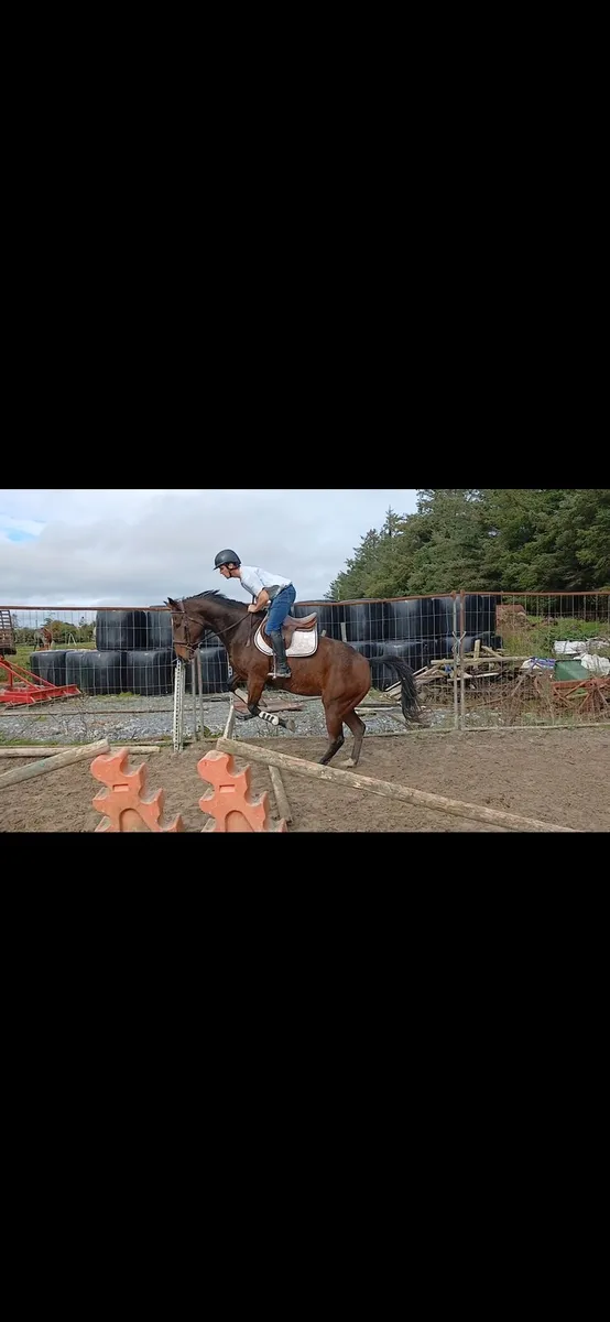 Sports horse for sale - Image 3