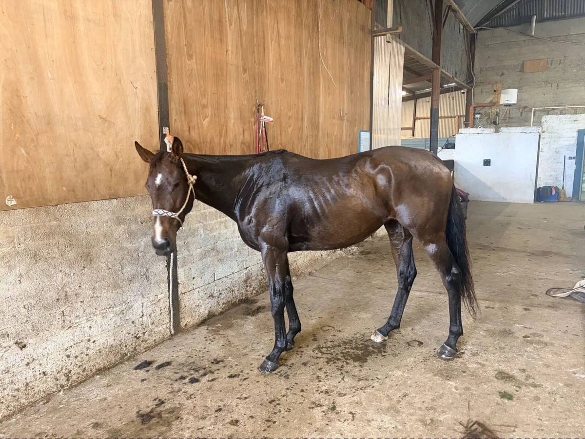 15.2hh TB Mare - Image 3