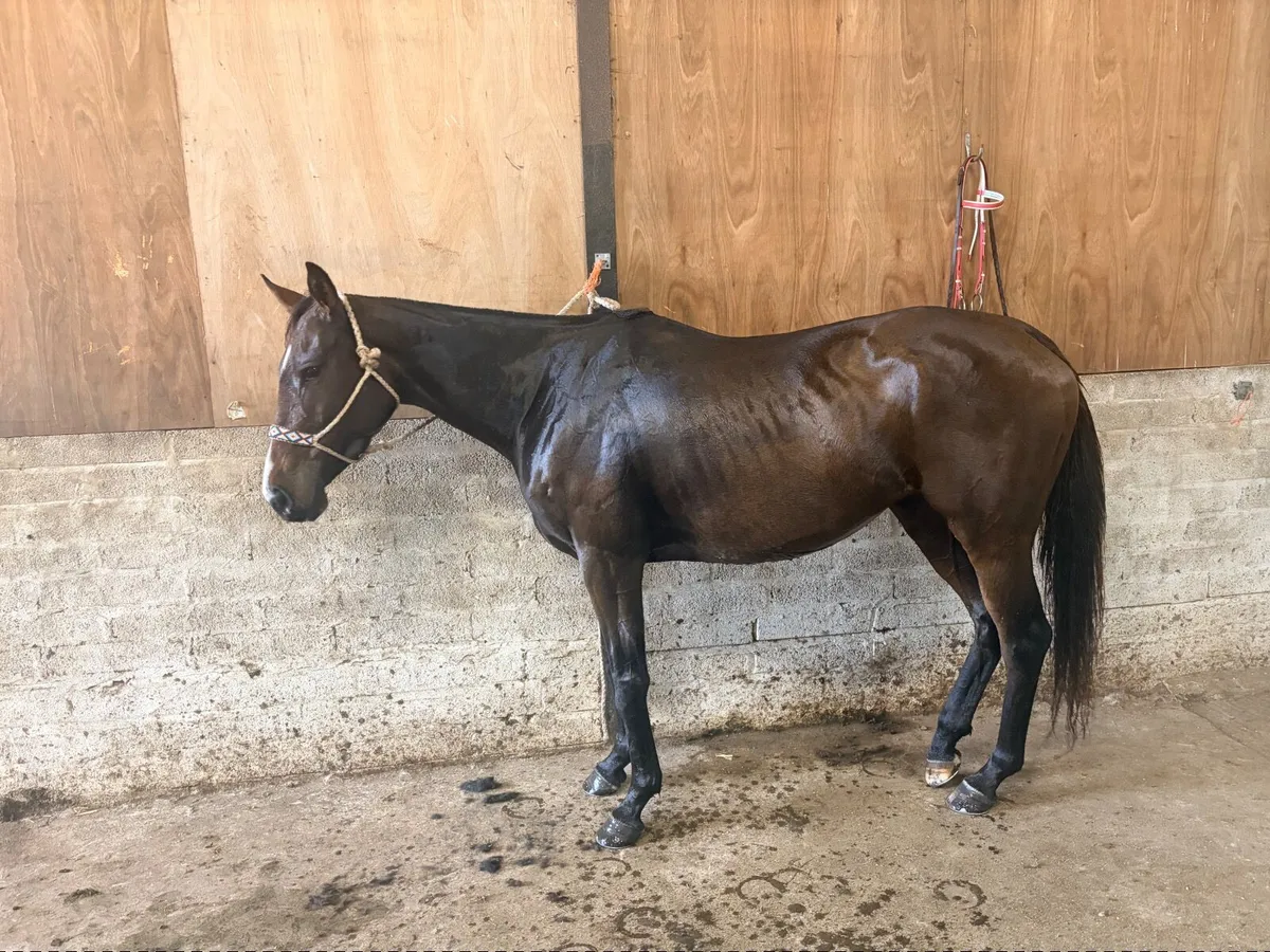 15.2hh TB Mare - Image 1