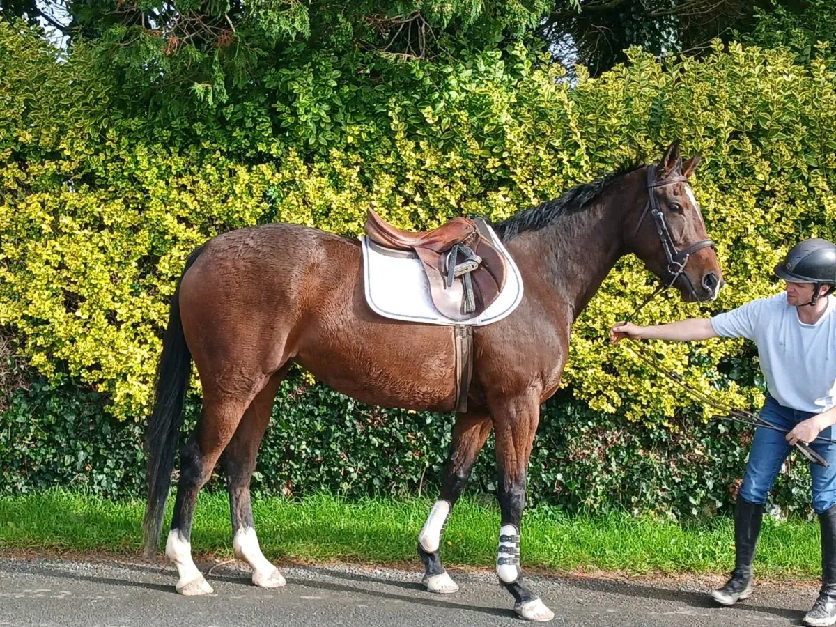 Sports horse for sale - Image 4