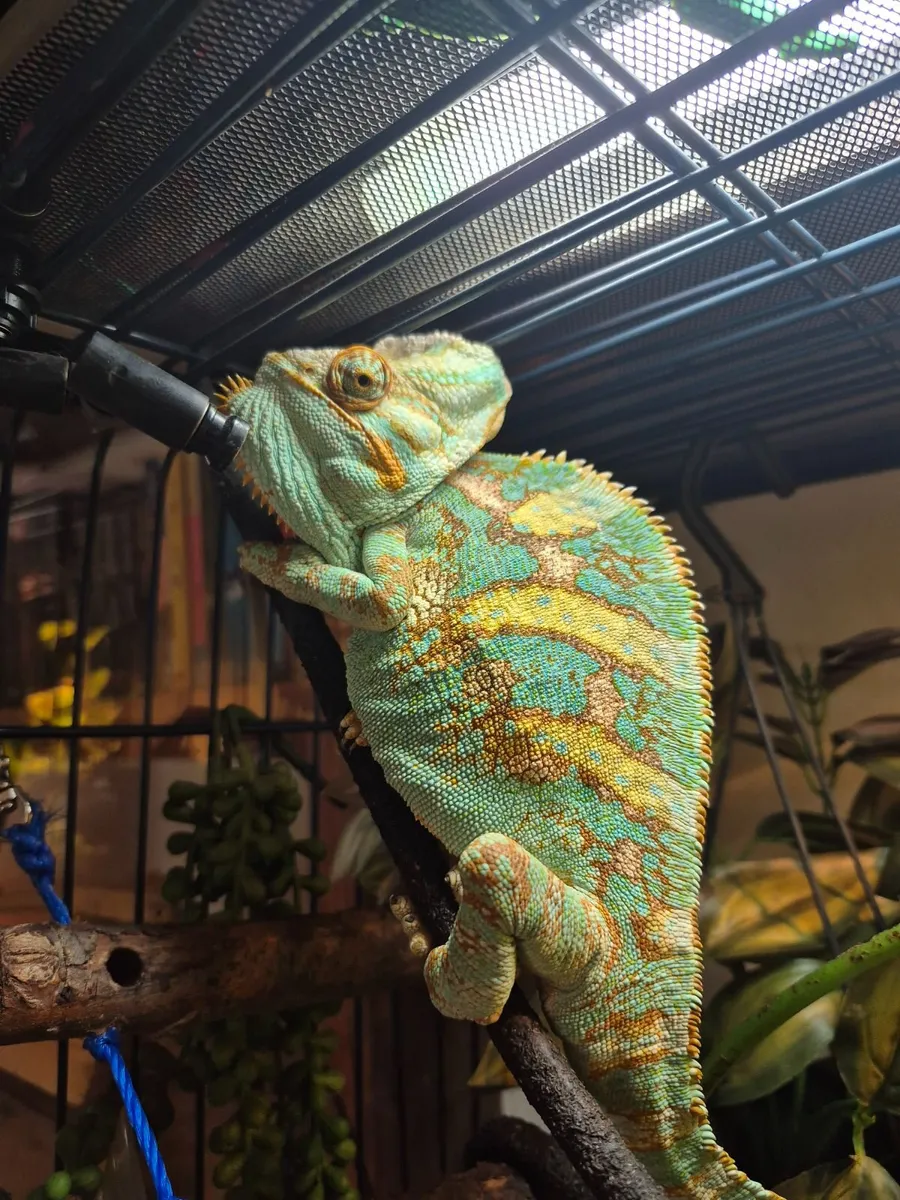 Chameleon - Image 2