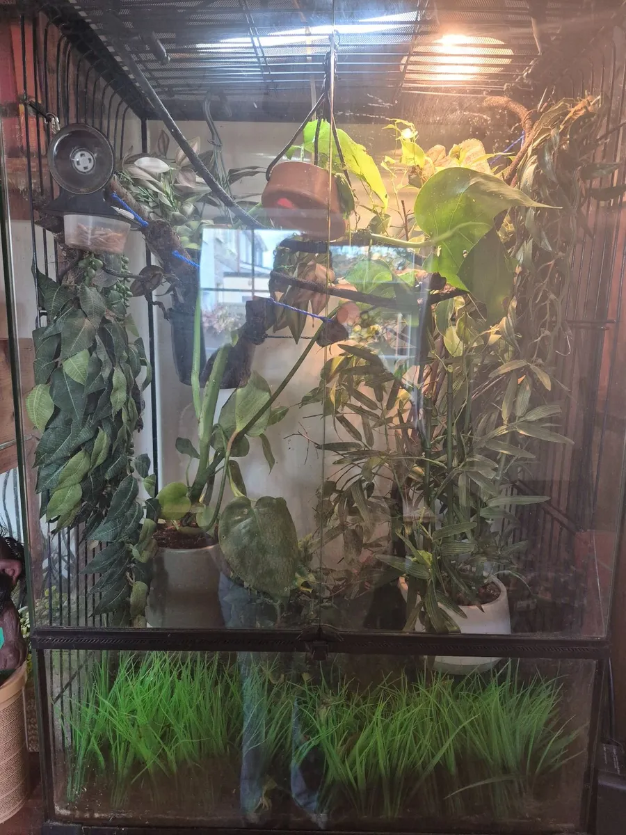 Chameleon - Image 3