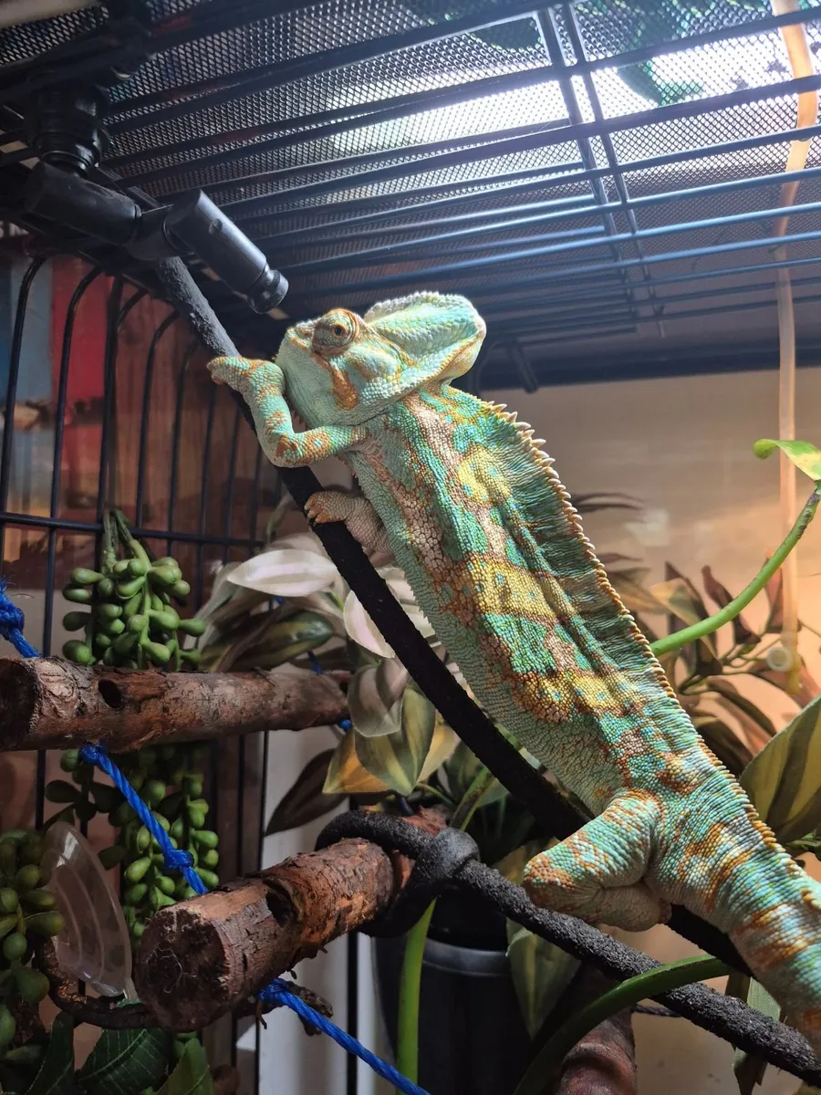 Chameleon - Image 1