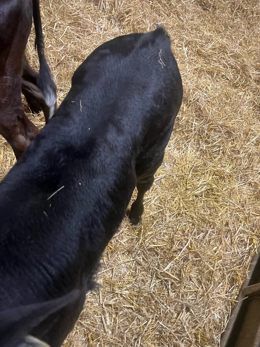 Strong AA suck calfs for sale - Image 1