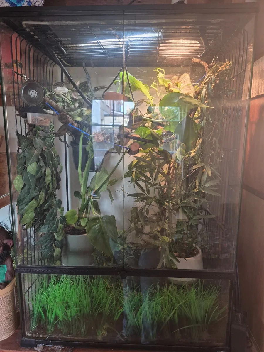 Chameleon - Image 4