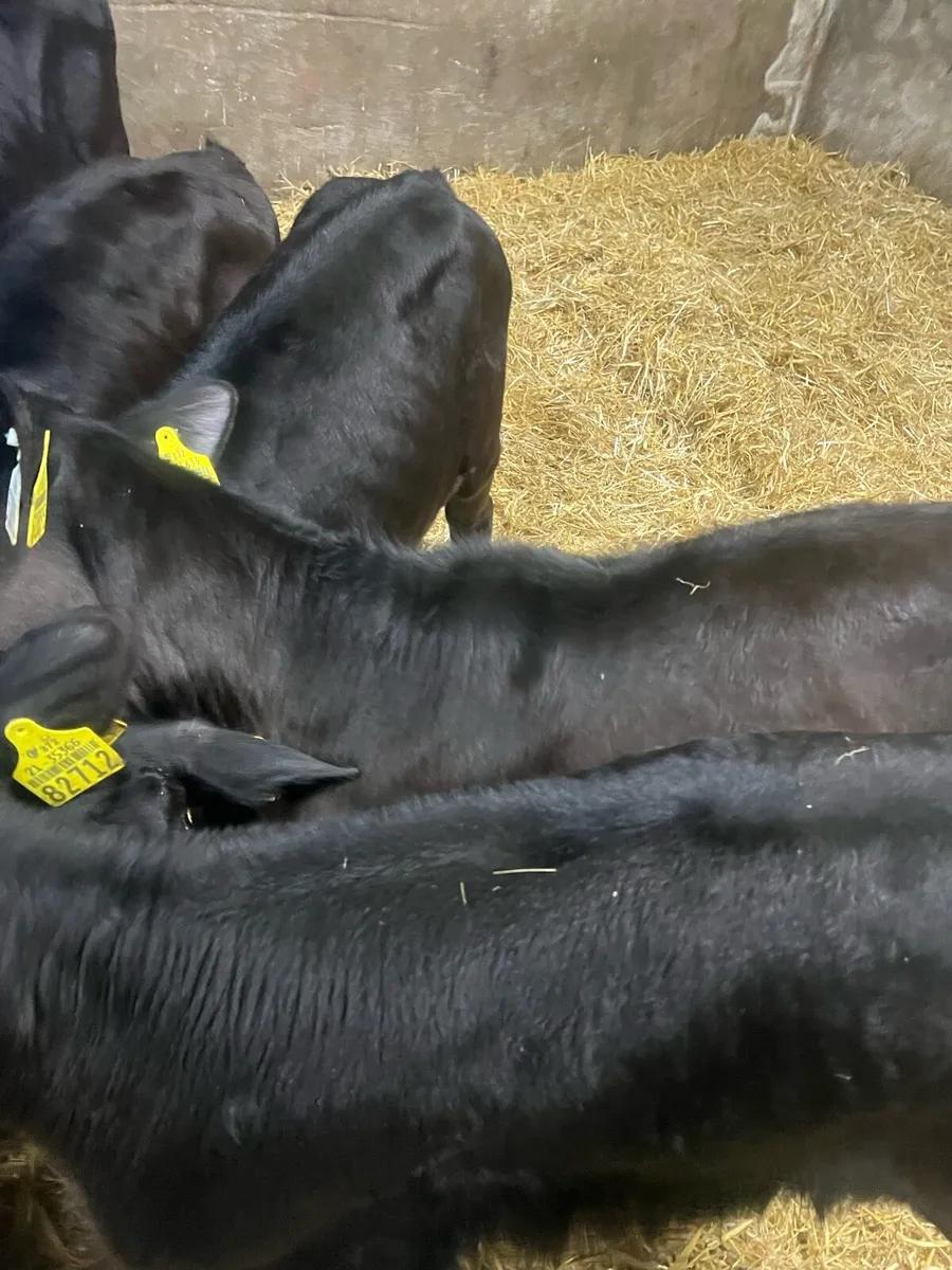 Strong AA suck calfs for sale - Image 4