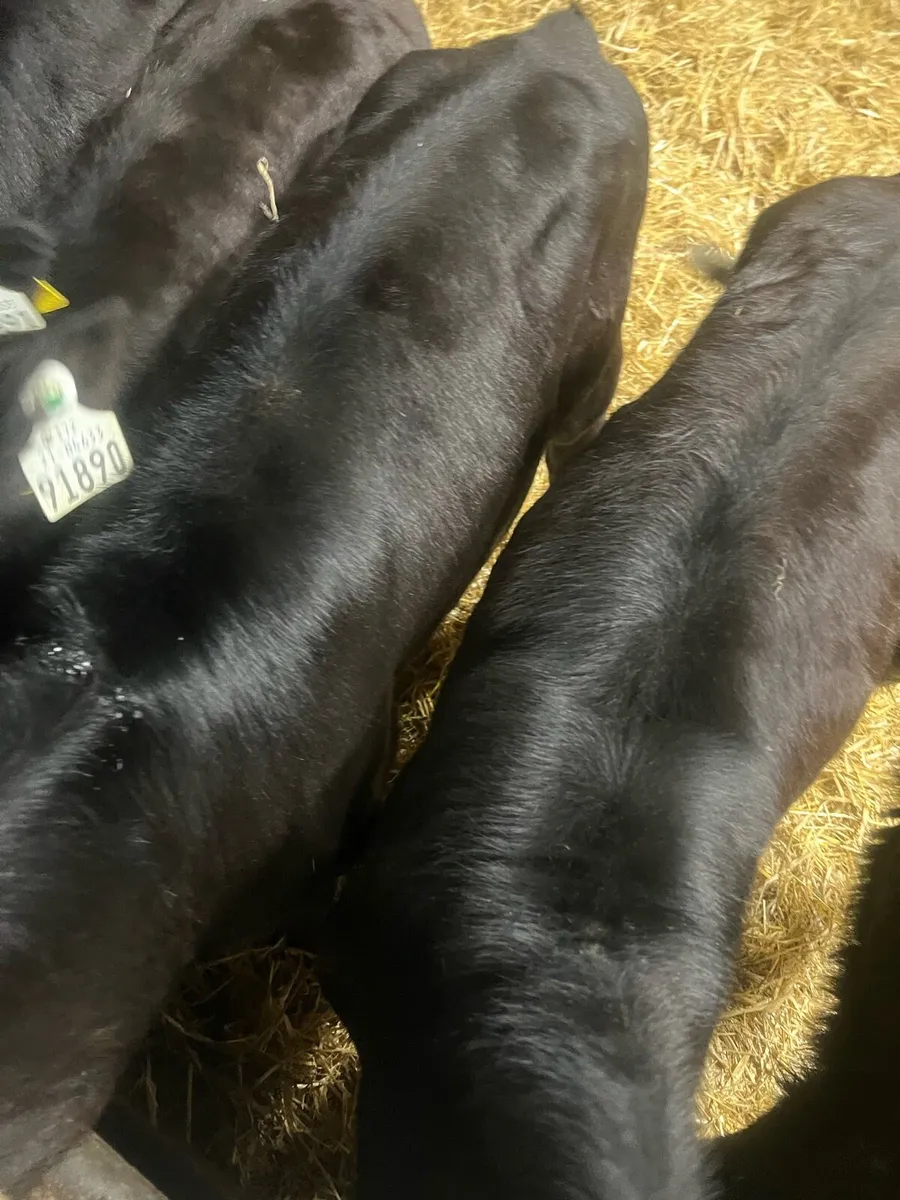 Strong AA suck calfs for sale - Image 2