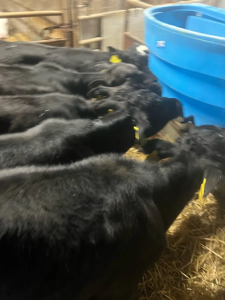 Strong AA suck calfs for sale - Image 3