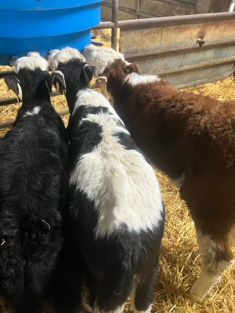 WH bull calfs for sale - Image 1