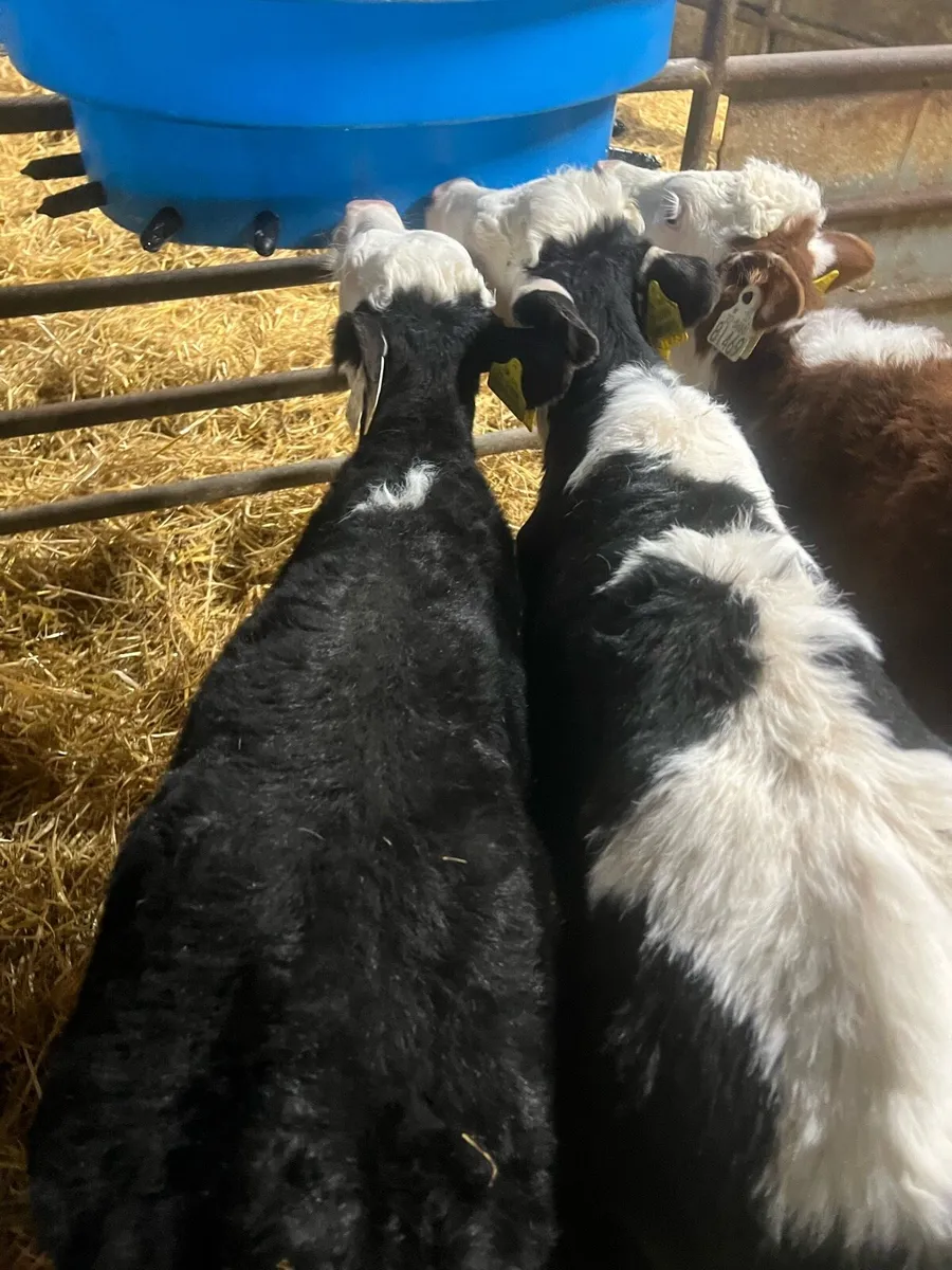 WH bull calfs for sale - Image 3