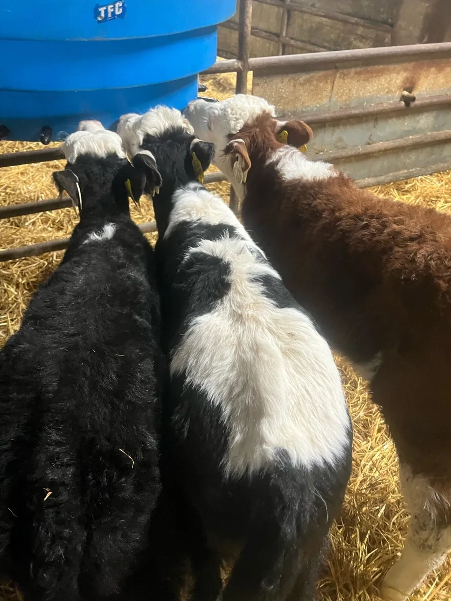 WH bull calfs for sale - Image 2