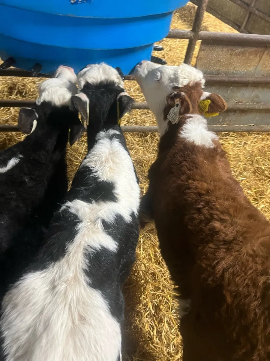 WH bull calfs for sale - Image 4