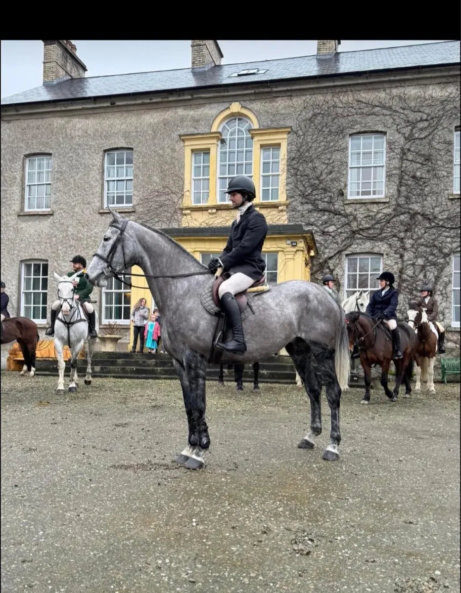 16.2h 9 yo ISH mare, event/ hunt/ showjump - Image 1