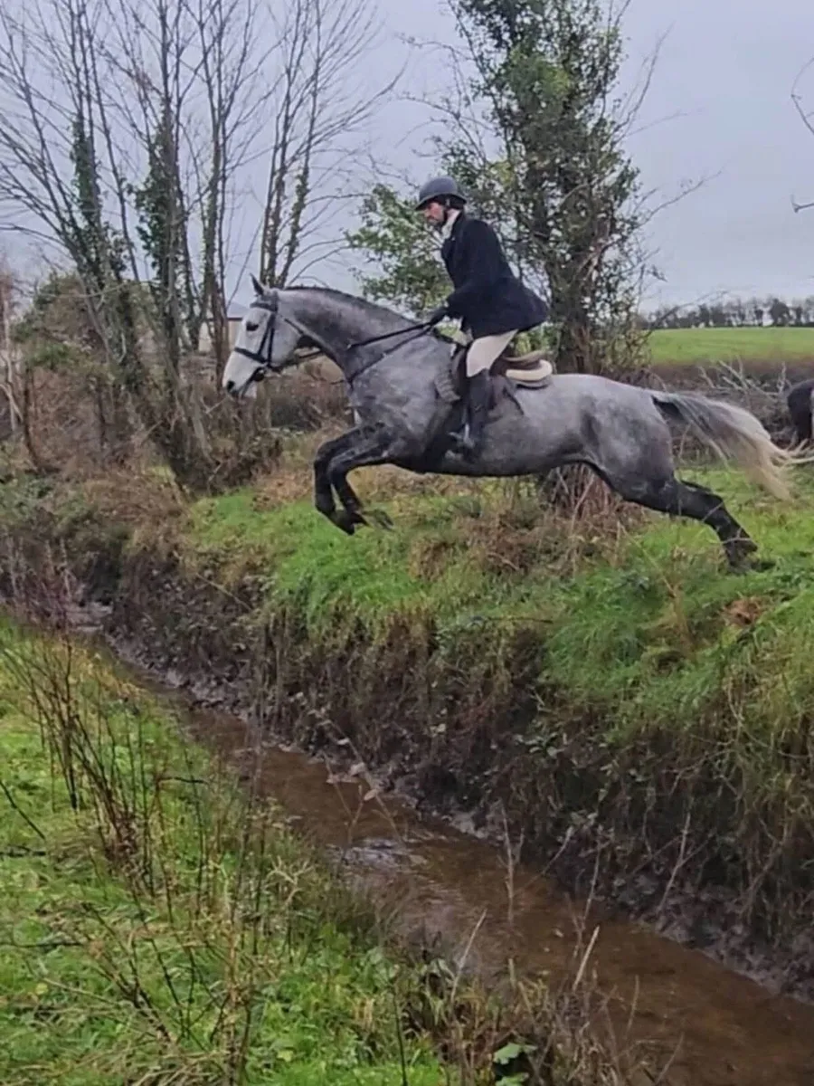 16.2h 9 yo ISH mare, event/ hunt/ showjump - Image 2