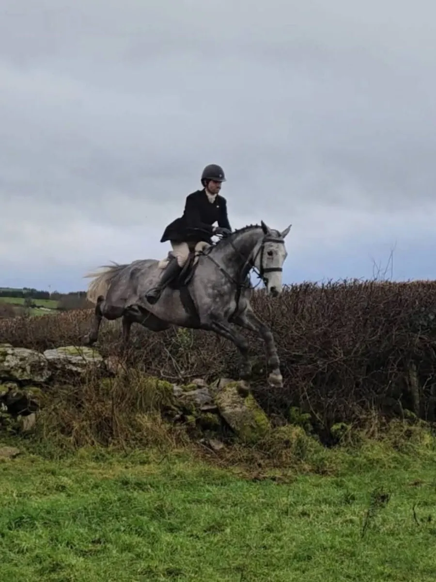 16.2h 9 yo ISH mare, event/ hunt/ showjump - Image 3