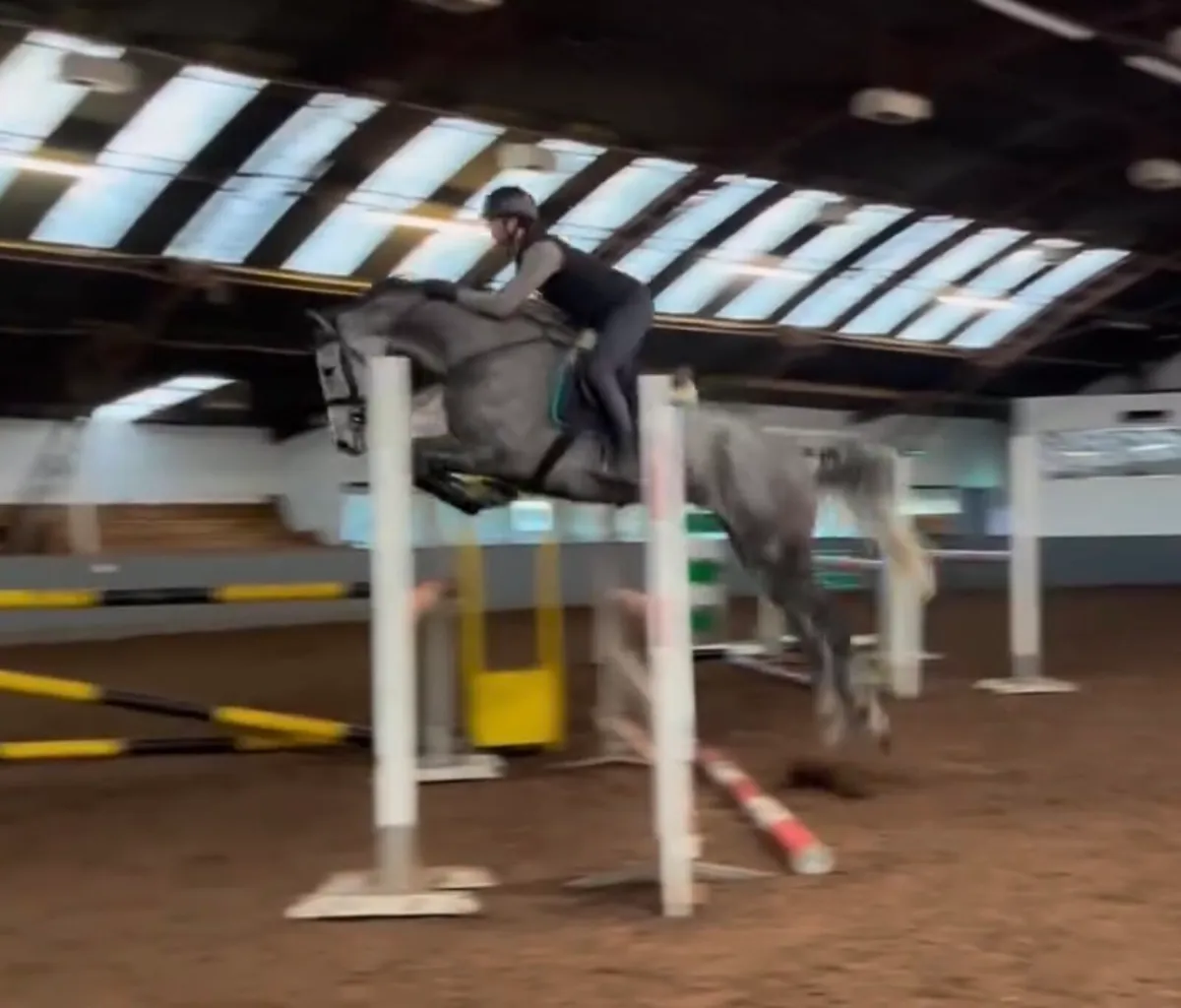 16.2h 9 yo ISH mare, event/ hunt/ showjump - Image 4