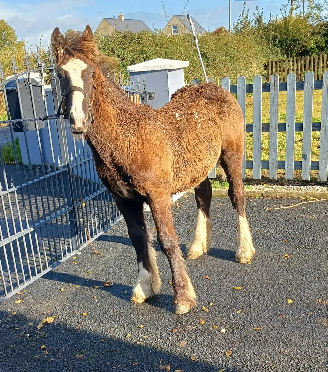 Horse