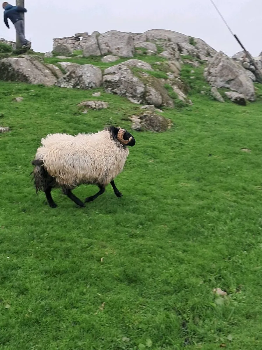 black face hogget - Image 2