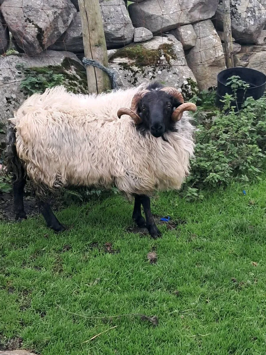 black face hogget - Image 3