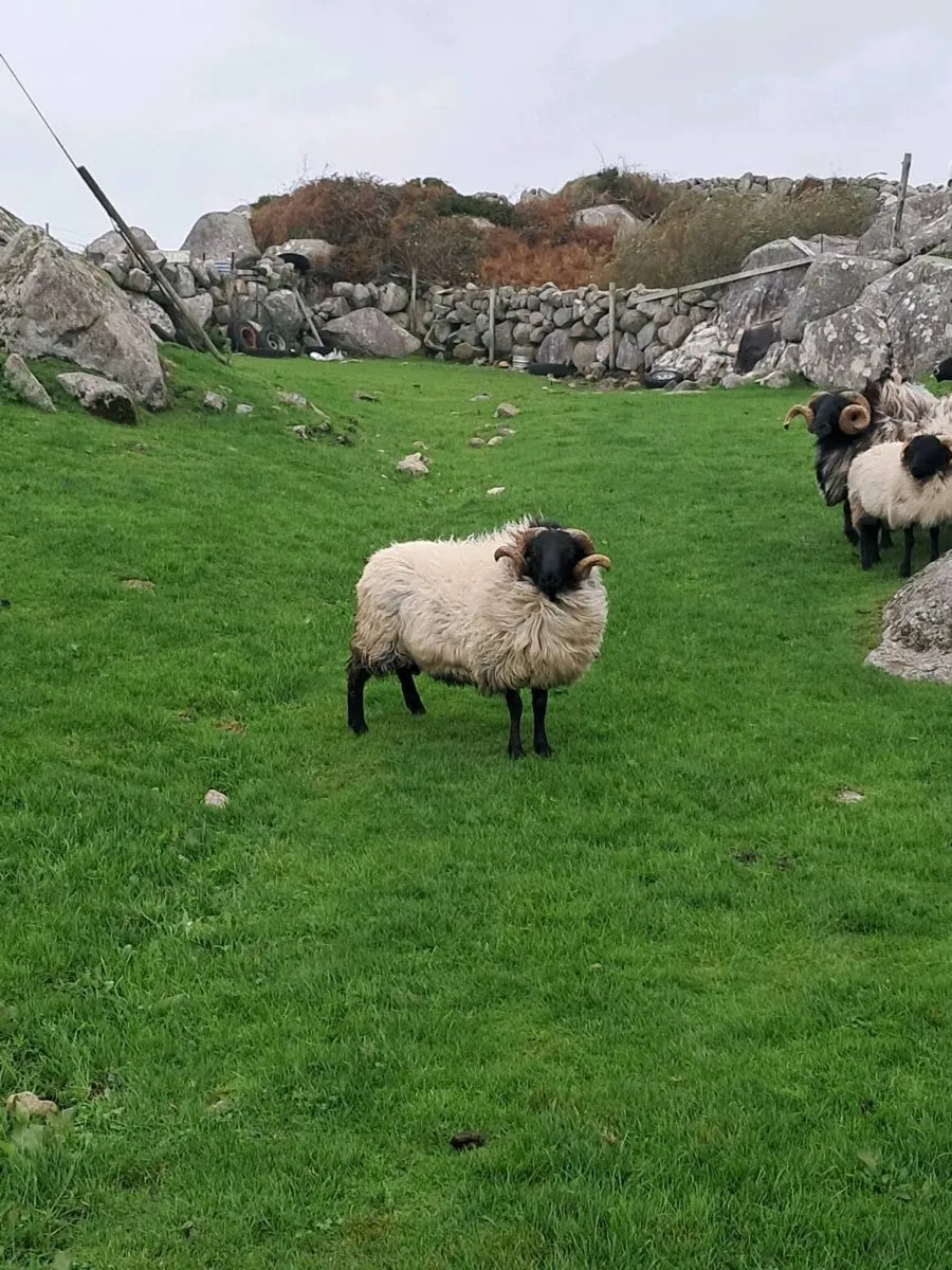 black face hogget - Image 1