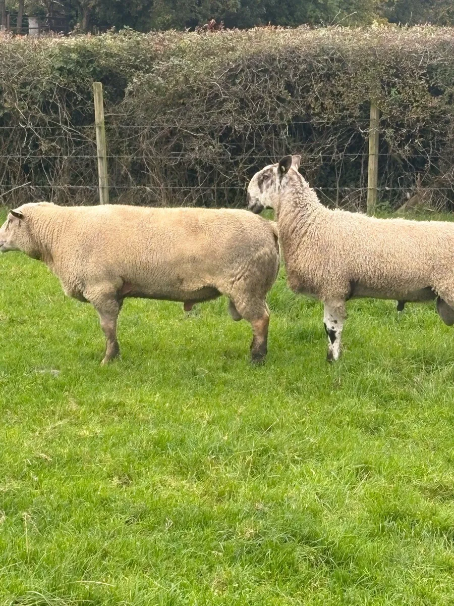 Rams - Image 1